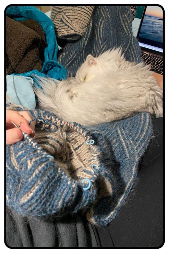 Silver cat sleeping on a brioche knitting project that is in progress.